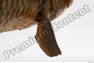 Common chub Squalius cephalus belly fin 0018.jpg